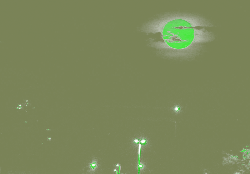 0.3Selva_image-3.png