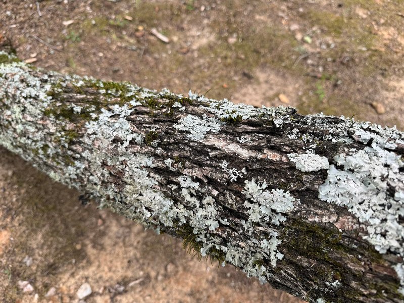 4_Lichen_A_02.png